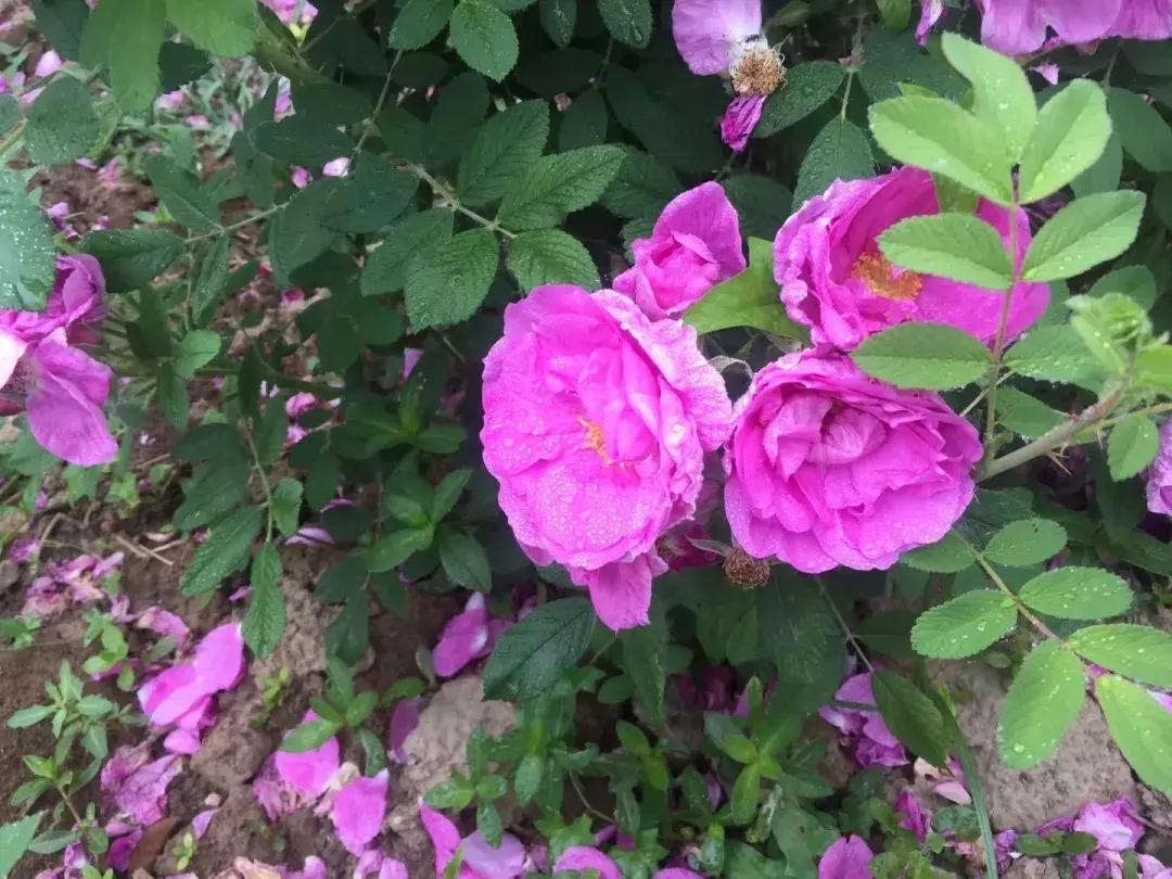 丰县宋楼高级中学名单,徐州丰县宋楼中学好么