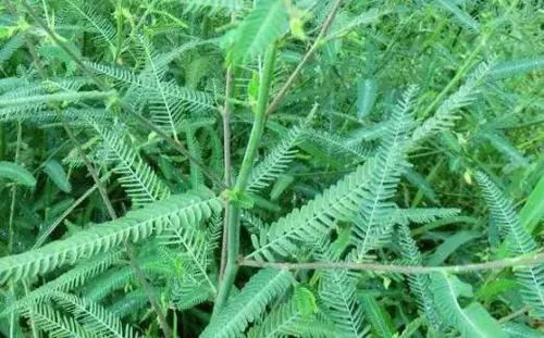 14种除草剂介绍,14种常见杀虫剂你了解几个