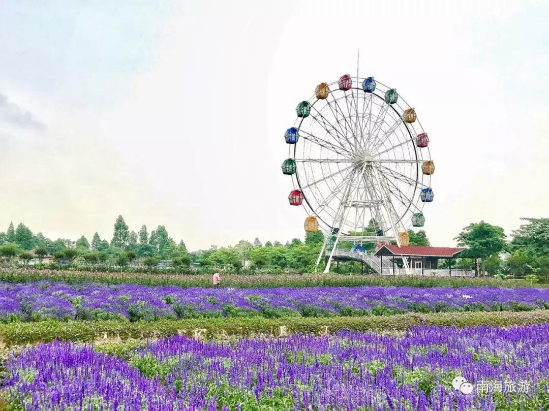 紫色薰衣草海洋,薰衣草花海摩天轮