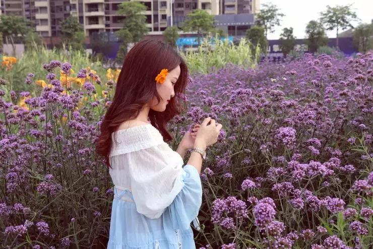 紫色薰衣草海+五彩摩天轮！南海这里充满异国风情如电影般唯美！