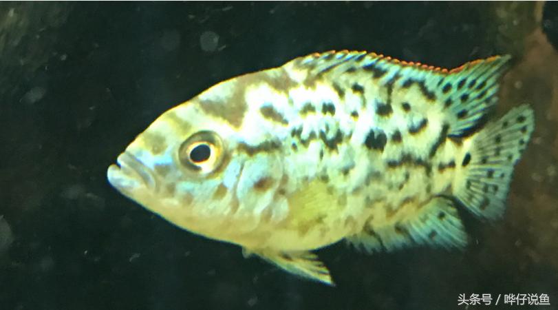 鹦鹉鱼爸爸妈妈跟孩子能一起养吗,鹦鹉鱼与罗汉鱼的区别