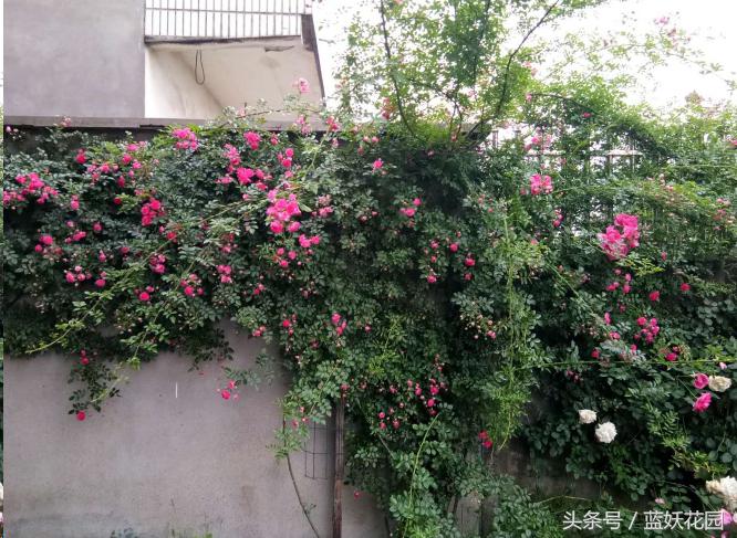 藤本和灌木花后修剪方法,藤本蔷薇春季怎么修剪