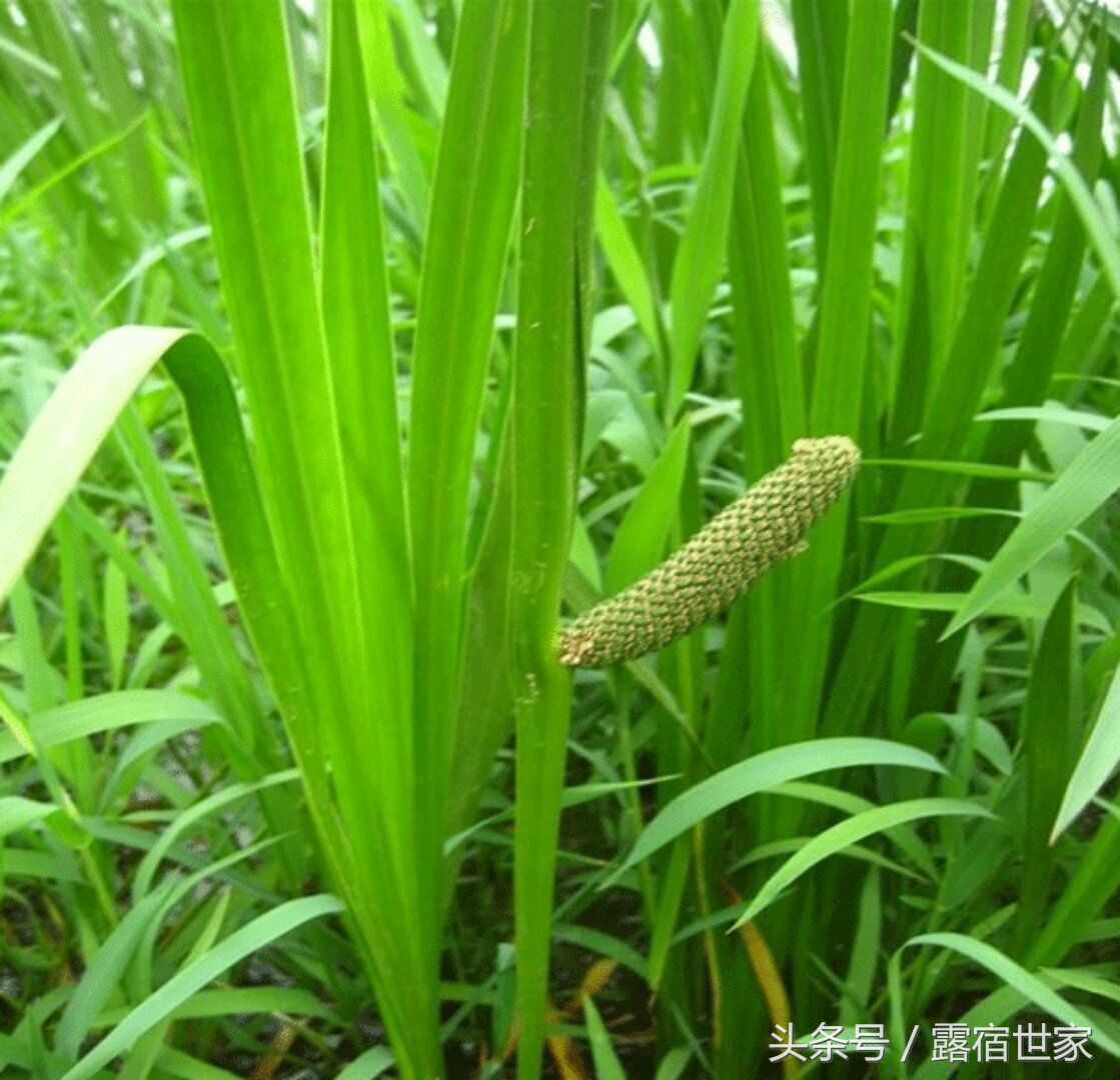 有治头晕耳鸣的西药没有,用菖蒲塞耳内能治耳鸣吗