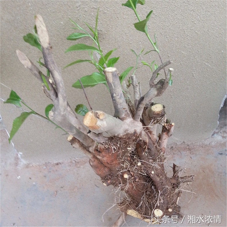 到集市上买花卉回农家庭院栽种,到花卉市场买盆栽诀窍