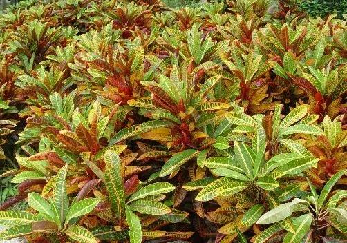 孕妇家里不能养的花,孕妇养什么花对胎儿好