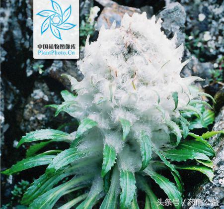 带您走近传说中的“天山雪莲”