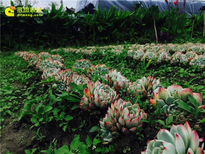 中国冰梅多肉植物原产地在哪,多肉植物原产地云南还是四川