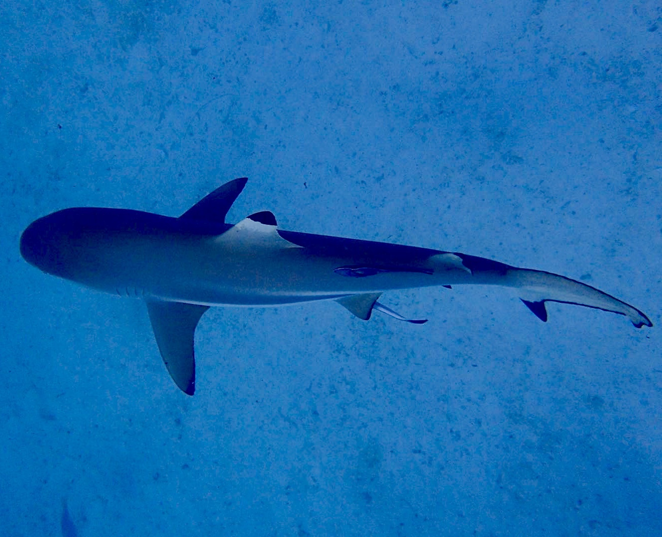 去帕劳玩是什么感觉,帕劳可以潜水吗