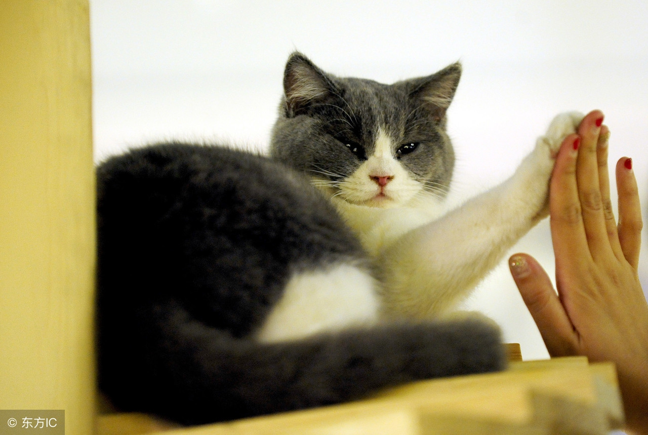 什么情况下给猫咪打疫苗,猫咪疫苗第一针和第二针最长间隔