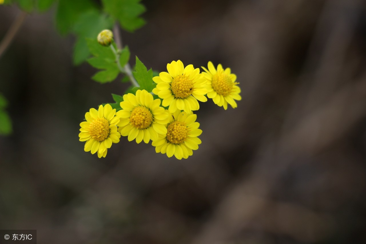 野菊花有哪些用途呢,野菊花有哪些用途