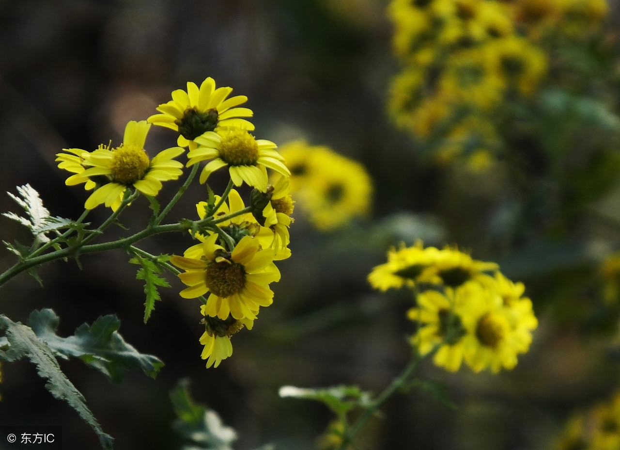 野菊花有哪些用途呢,野菊花有哪些用途