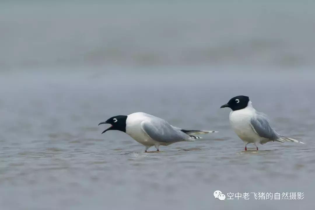 初夏时节，欣赏黑嘴鸥的浓情蜜意