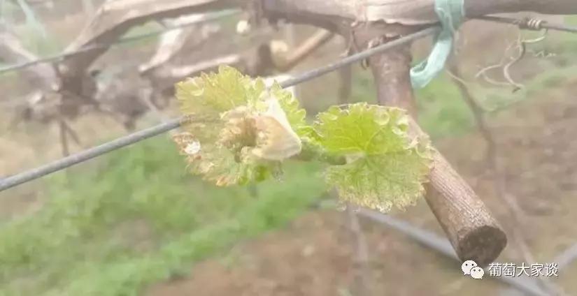葡萄种植技术参考怎么种植,葡萄种植技术基本知识