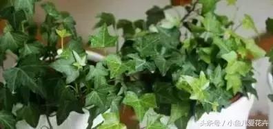 家里种的绿植老是死怎么办,家里种的植物不长怎么办