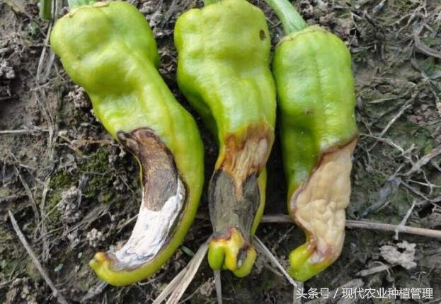 辣椒脐腐病烂果症状图片,辣椒脐腐病用什么肥料