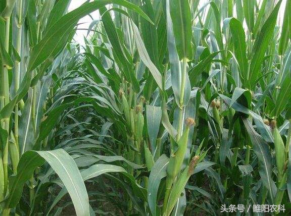 辽宁省最新审定的玉米新品种,最新审定的玉米新品种