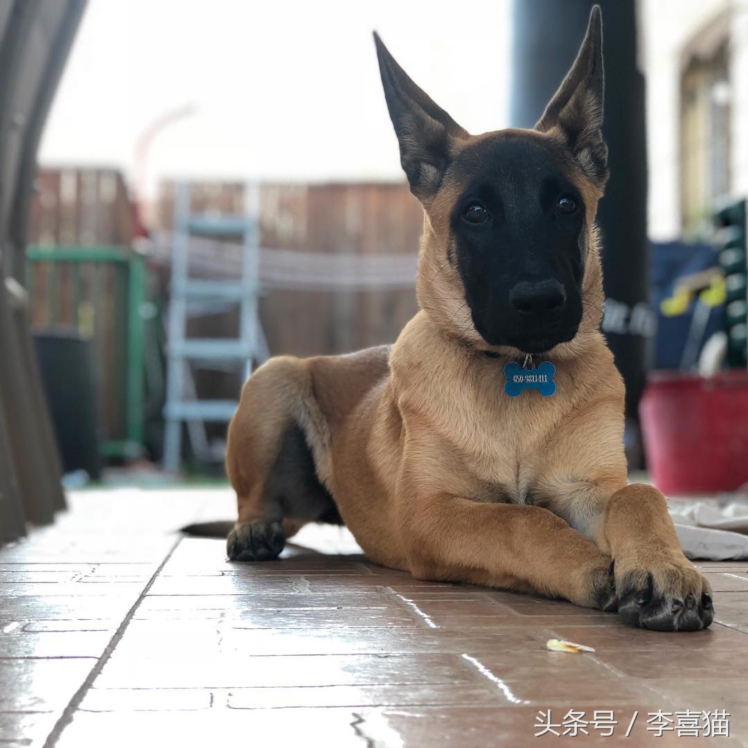 威武霸气警犬德牧,德牧vs马犬谁更适合当军警犬