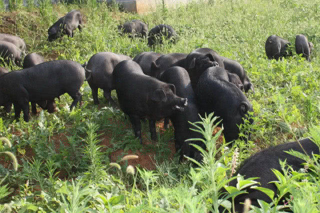 广西国家地理标志产品大全,广西地理标志农产品有哪些