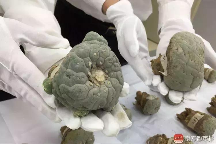 海淘多肉植物存风险，部分植物可能致幻