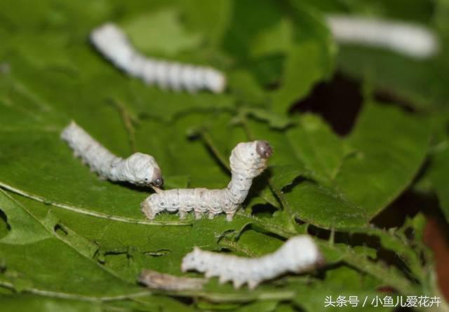 桑树种在家里可不可以,桑树盆栽放在家里可以吗