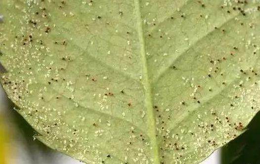 家里的花又招虫了？学会这一招，杀虫药不用买！