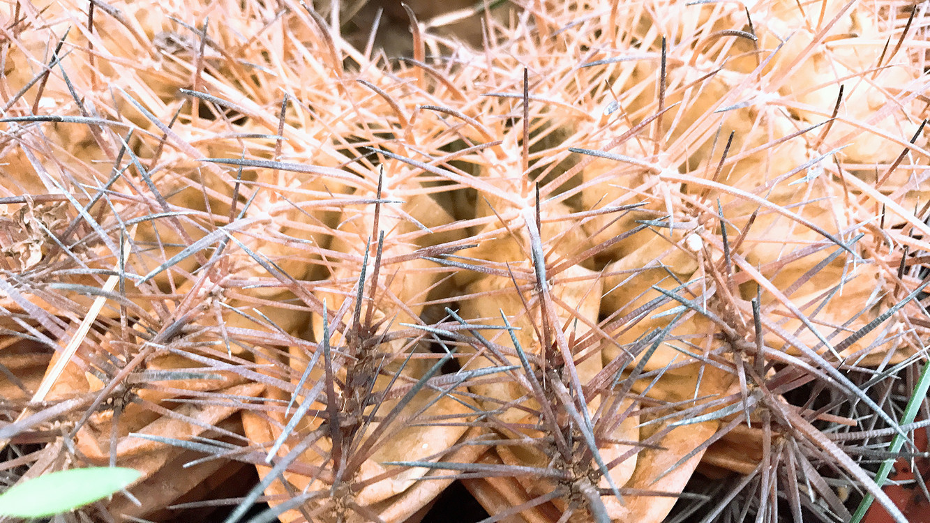 仙人球快枯萎了怎么把它救活,仙人球根全部腐烂了还能救活吗