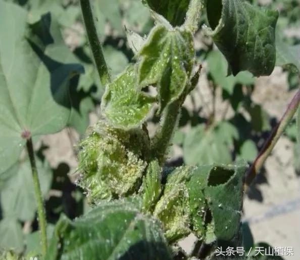 棉蚜为害症状,棉蚜严重怎么治