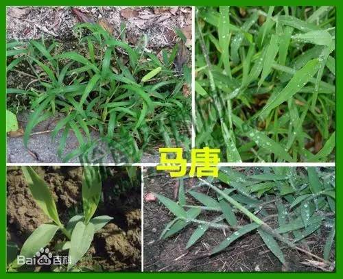 田间杂草认不清来看高清图谱,地里杂草看不见实拍