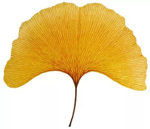 原创母亲,原创妈妈