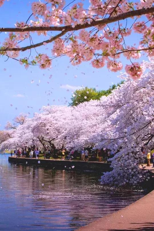 古人喜欢借花喻情,古人借花抒情