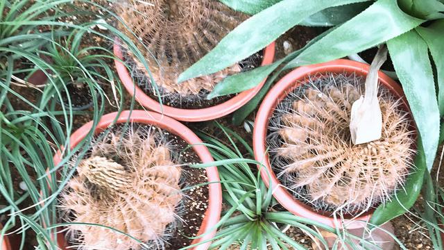 仙人球烂了能救活吗,仙人球枯萎了怎么处理不影响风水