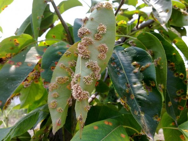 梨树常见的虫害有几种,梨树常见虫害和防治