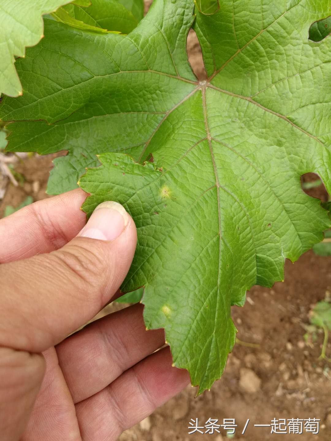 葡萄霜霉病的发生和防治,葡萄霜霉病严重发生怎么治疗