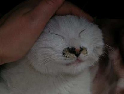 原来不只有相马经，还有《相猫经》，这些猫的名字你听说过吗