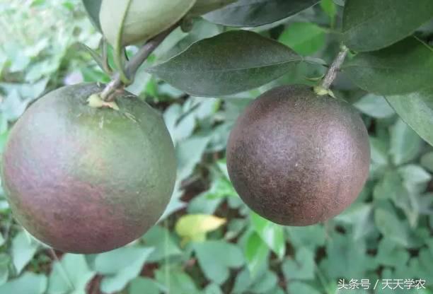 柑橘重点防治锈壁虱红蜘蛛,柑橘红蜘蛛与锈壁虱是螨类吗