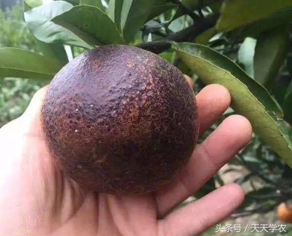 柑橘重点防治锈壁虱红蜘蛛,柑橘红蜘蛛与锈壁虱是螨类吗