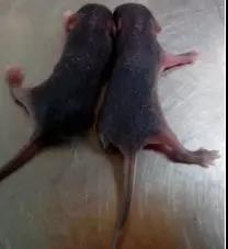 如何判断小鼠日龄,怎么分辨小鼠是公的还是母的