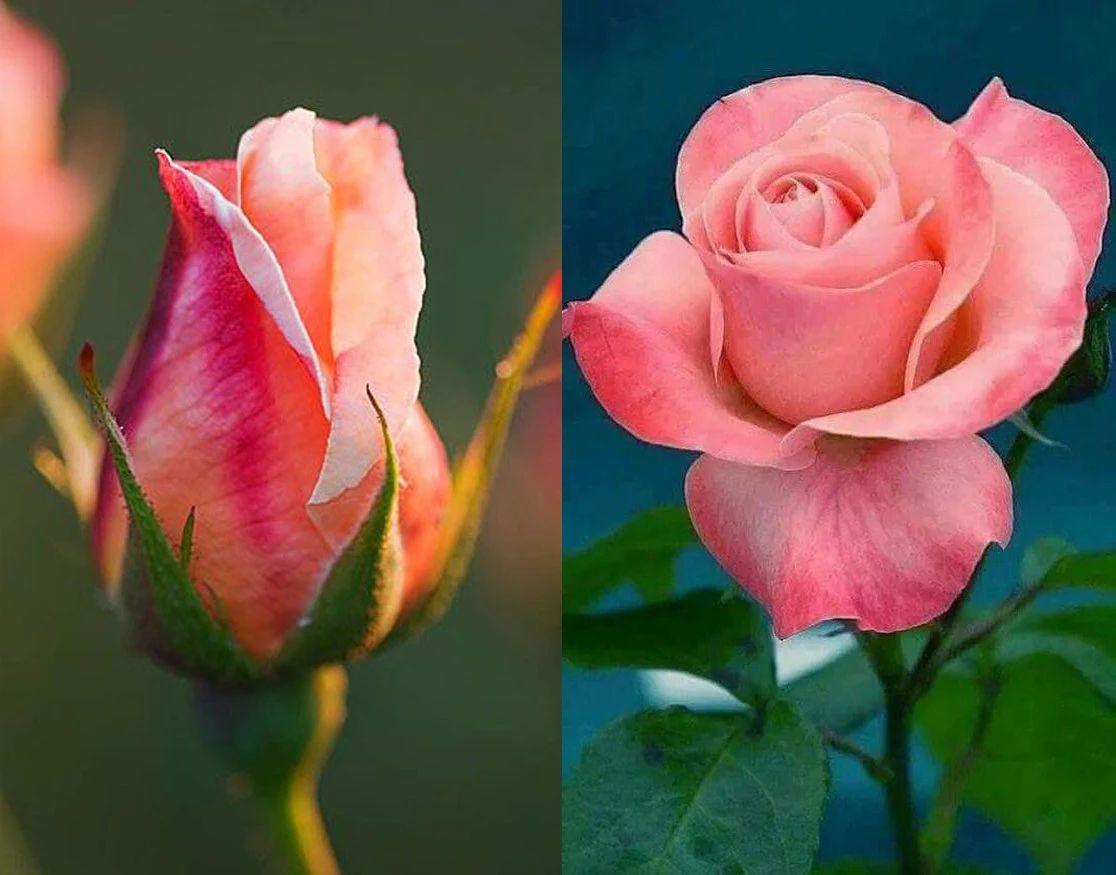 玫瑰月季和月季有区别吗,玫瑰月季如何区别品种图解