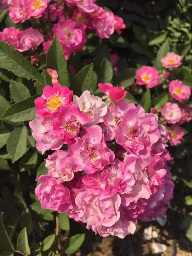 玫瑰月季和月季有区别吗,玫瑰月季如何区别品种图解