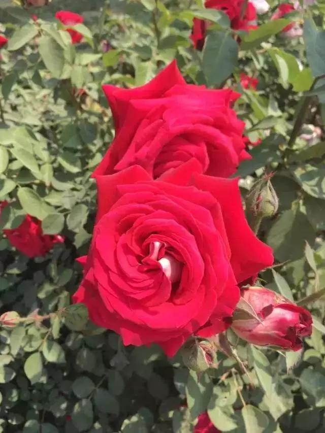 玫瑰月季和月季有区别吗,玫瑰月季如何区别品种图解