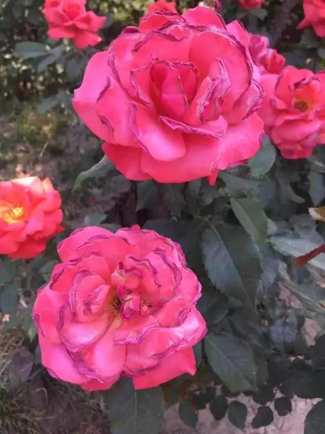 玫瑰月季和月季有区别吗,玫瑰月季如何区别品种图解