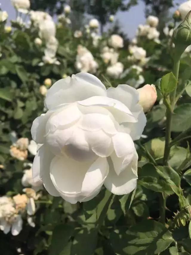 玫瑰月季和月季有区别吗,玫瑰月季如何区别品种图解