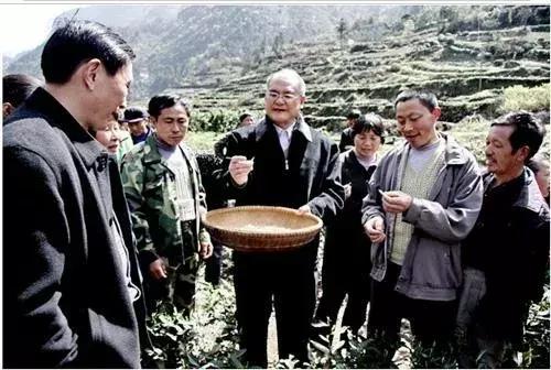 恩施富硒茶杨胜伟,杨胜伟恩施玉露品牌