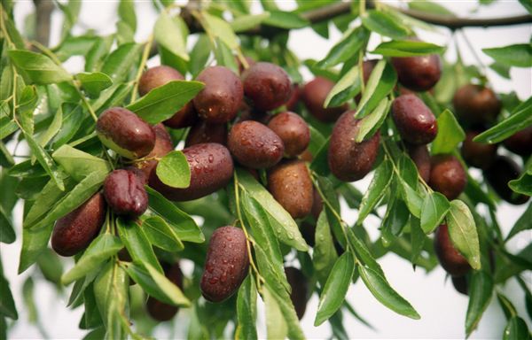 适合设施栽培的枣品种,适合大棚栽培的鲜食枣