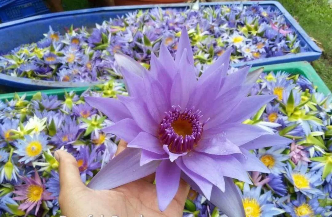 女人美容养颜的中药茶,女人美容养颜的养生茶图片