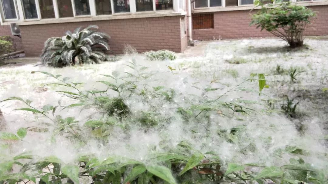 提醒丨“杨树絮精”又搞事，过敏人群拒绝“骚扰”的秘诀！