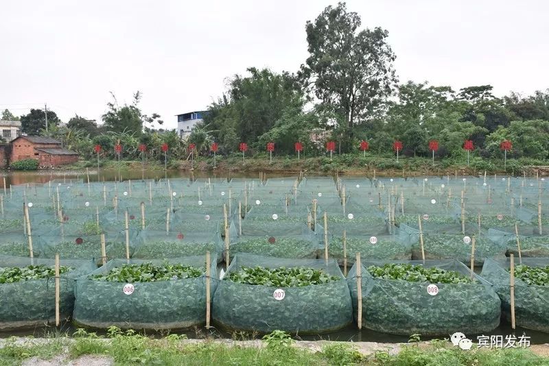 水产养殖大户带动村民致富,水产养殖基地增收