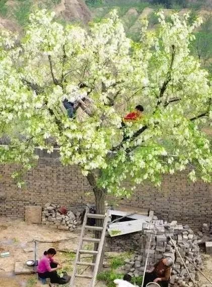 槐花有毒的不能多吃,槐花有毒吗可以吃吗