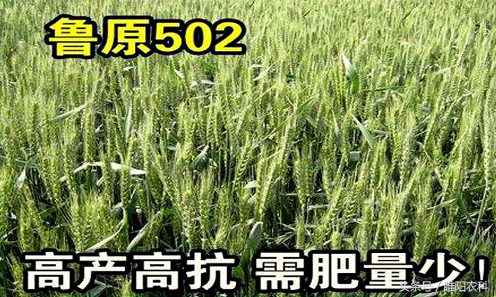 秦鑫271小麦品种介绍,小麦高产品种排名前十名
