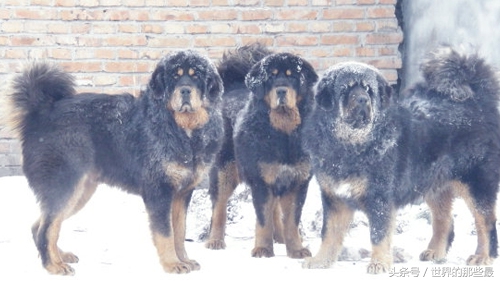 全球十大猛犬排名藏獒只能排第5,十大猛犬藏獒都不是对手